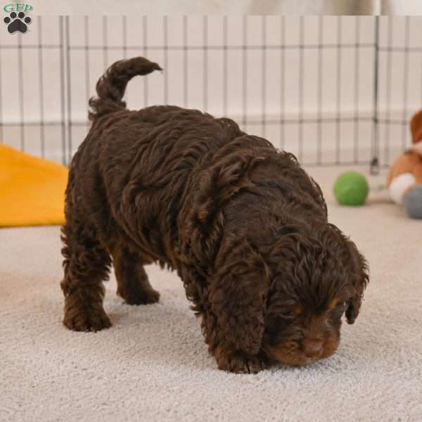 Jerry, Cockapoo Puppy